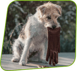 Hund mit einem Handschuh