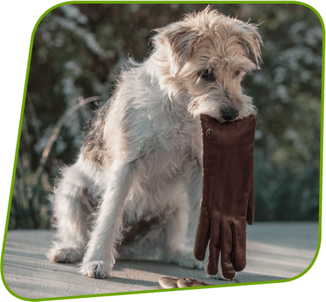 Hund mit einen Handschuh
