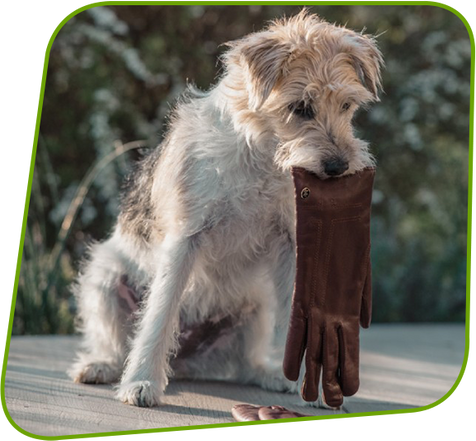 Hund mit einen Handschuh